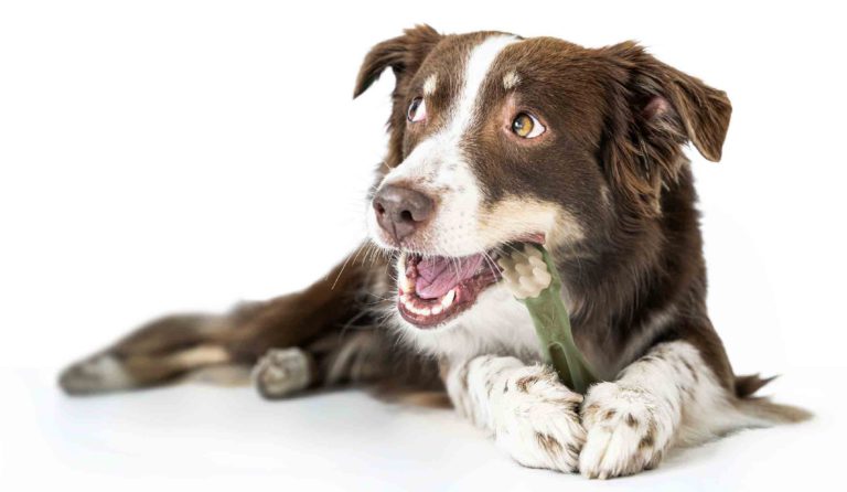 Cane con in bocca uno spazzolino Whimzees